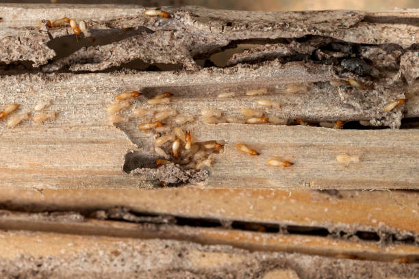 Best Ant Control Services  in Woodbine, GA